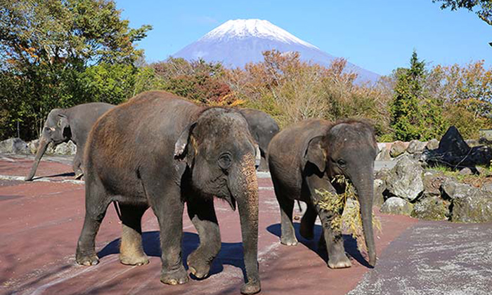 Fuji Safari Park